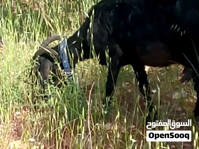 عنزه للبيع