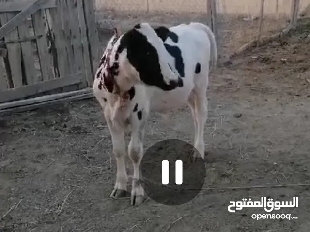 اللبيع عجاله