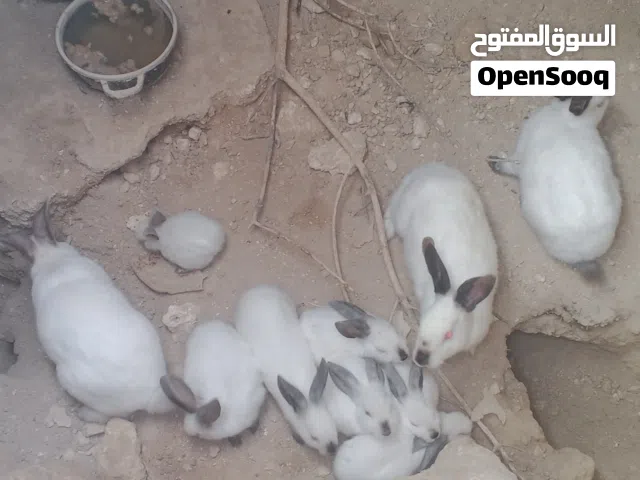 ارانب جميع الأحجام للبيع