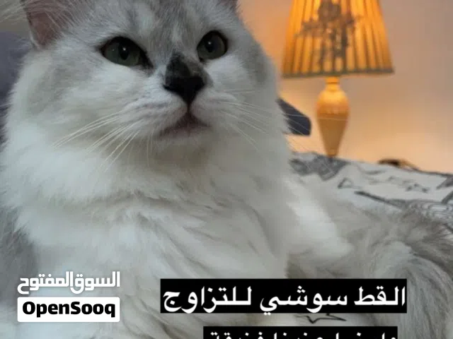القط سوشي والقط اوريو للتزاوج