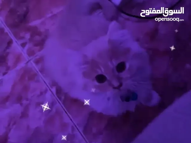 قطوه انثى شيرازيه