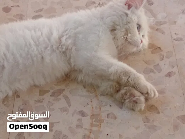 قطة جميلة وللبيع