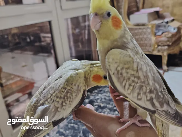 كوكتيل متدرب
