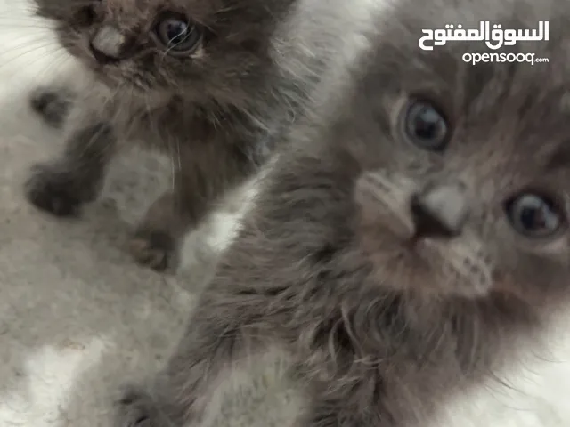 2 قطط للبيع