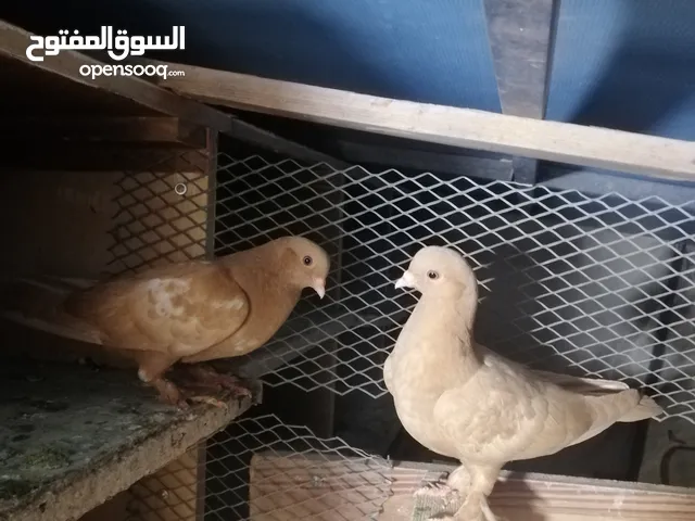 فراخ حمام مفاطيم مش مجرودات للبيع كوم حرق على 4 الفرخ