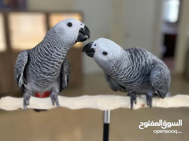 Talking African Grey Parrots