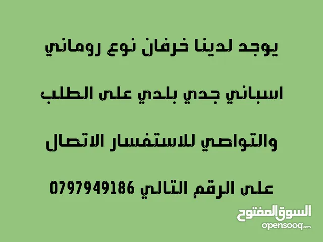 لحام جزار لذبح وبيع   عقائق نذور فدو ولجميع المناسبات الاجتماعية  في البيت عندك أو في الملحمة عندي