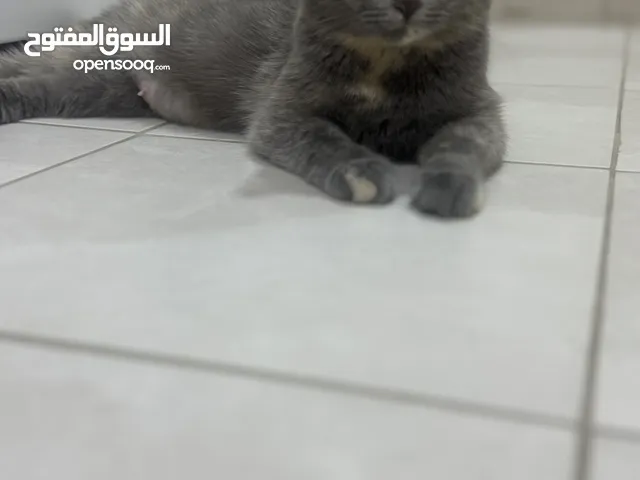 قطة انثى ( للتبني)