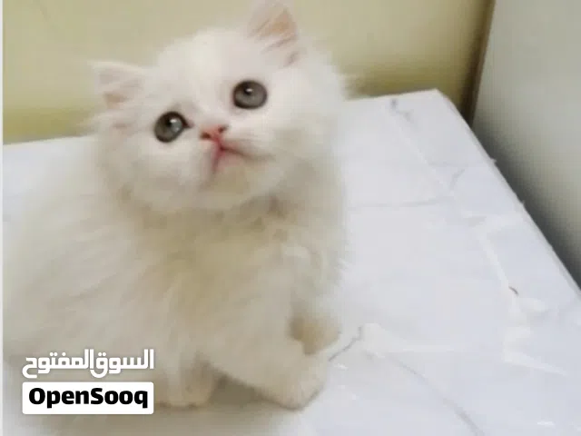 كيتن أنثى شيرازي للبيع