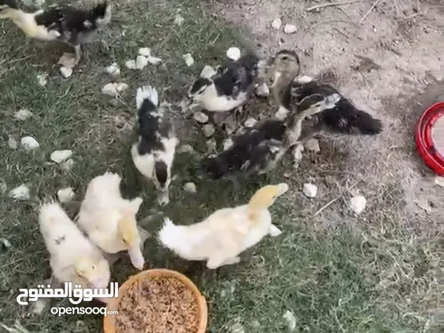 بشوش مصريه اصلي
