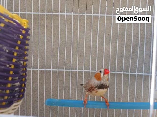 كوبيه زيبرا الله يبارك للبيع