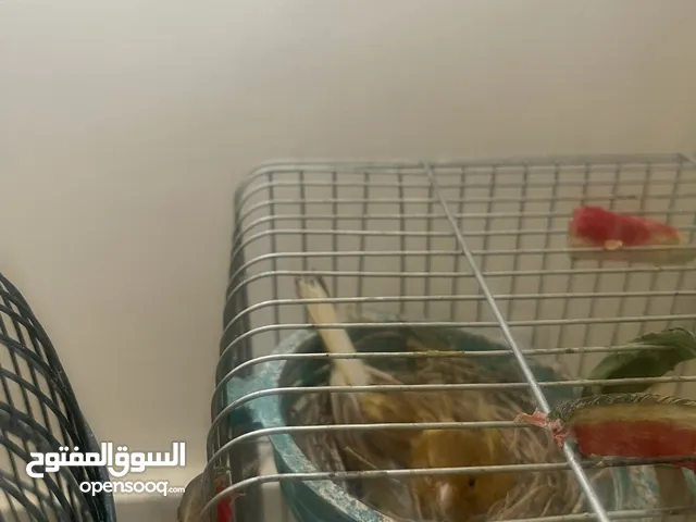 عصافير كنار للبيع