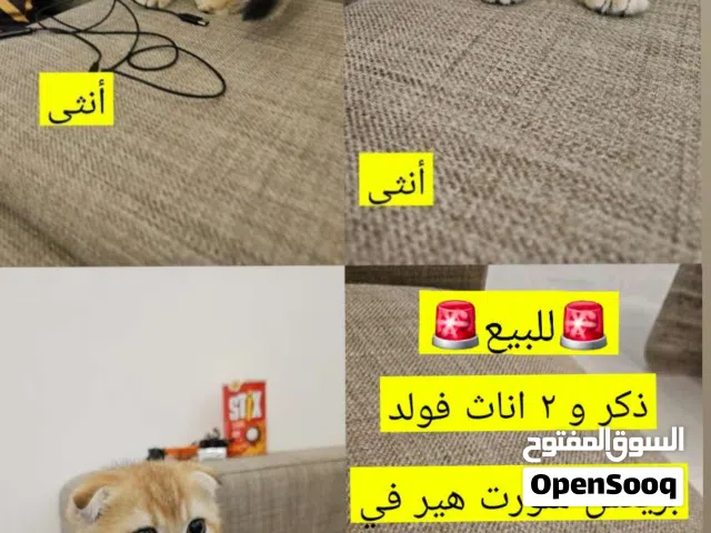 قطط ذكر و 2 اناث بريتش شورت هير فولد