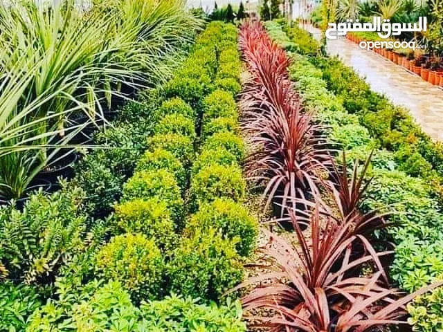 مشاتل الاندلس لانتاج وبيع جميع انواع الاشجار المثمره واشجار الزينه البلديه والمستوردة
