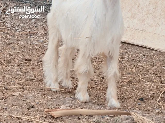 تيس اجلح فاخر من حلال الجواميد الممتاز مستقبل فحل