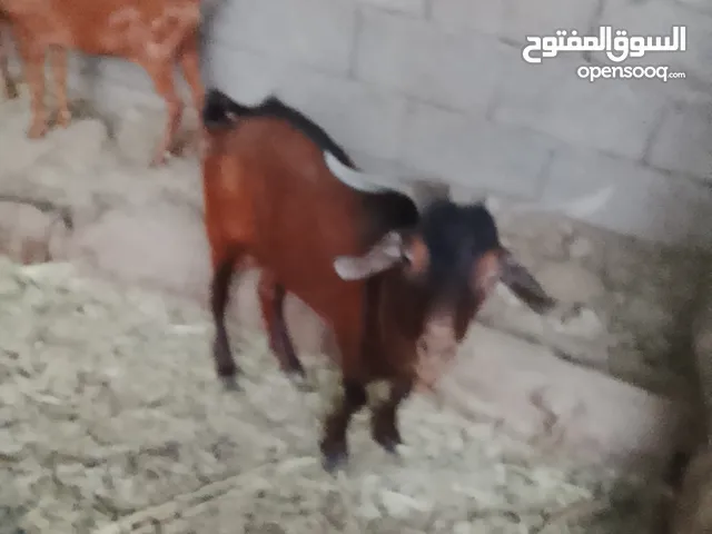 صخول فحلة غزاليات