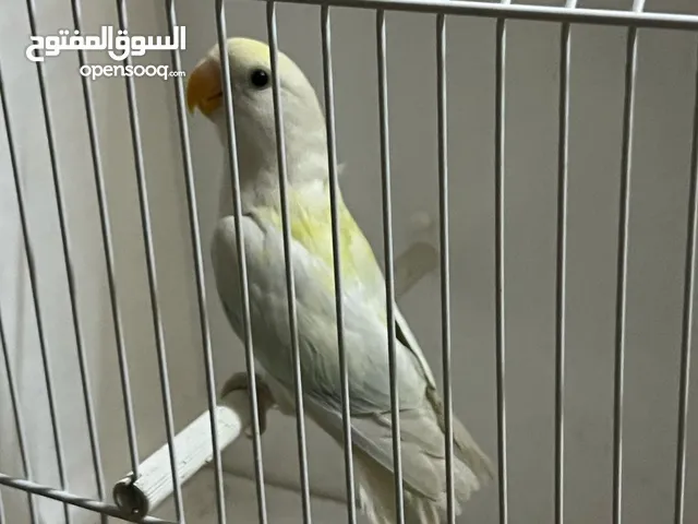 ثلاث حبات كنار كريزي مسكر على الأول مش مريوش.... ذكر وطيرتين العمر 7 أشهر من انتاجي بفضل الله تعالى