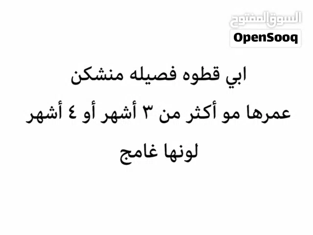 الي عنده يتواصل معاي
