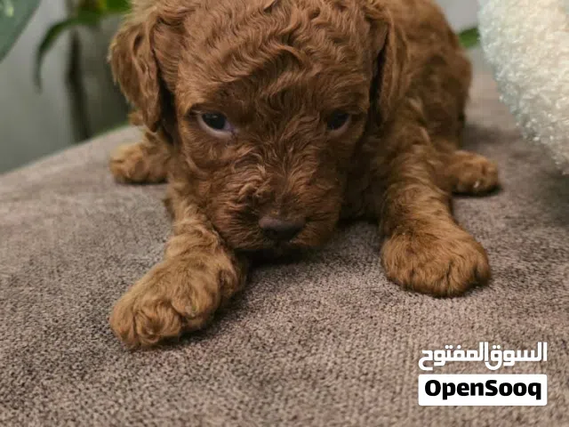 Poodle brown 3 months