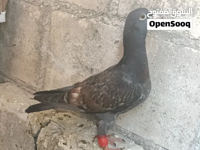 موجود خمس فراخ مخطومات جاهزات زائد جوز مساويد اقرا الوصف تحت