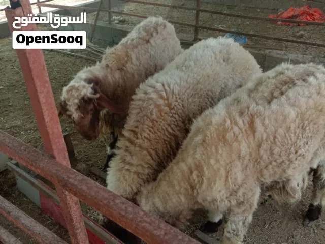 كباش نعيمي الاصل اقرأ الوصف