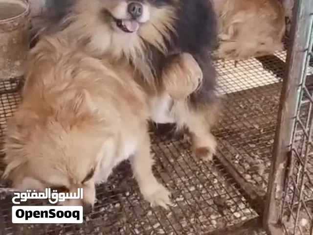متاح ذكر (مني بو) أهالي اصليات كما موضح