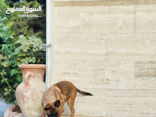 جرو مالينوا