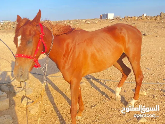 خيل  لبيع العمر سنتين فرس انثى