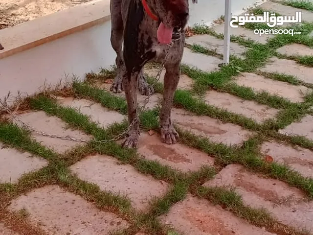 كلاب ذكور دنوا للبيع او التبديل بي مالينوا