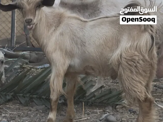 جدي عماني للبيع