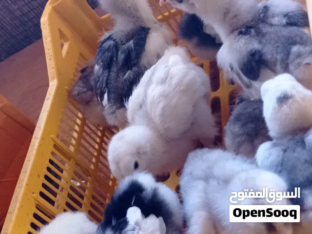 كتكوت برهما رصاصي