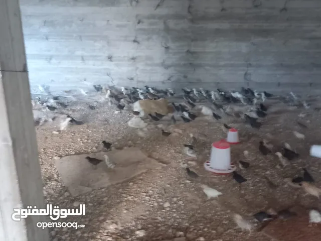 صوص جاج عمر شهر