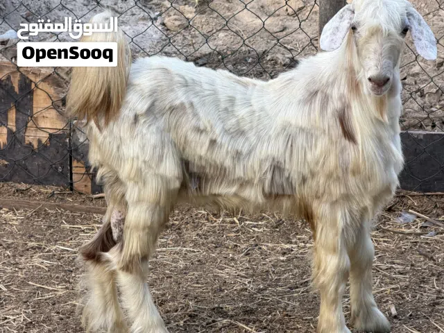 مجموعت اغنام وتيس