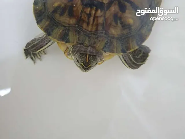 سلحفاة بحرية sea turtle