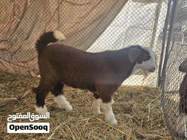 مشروع فحل للبيع