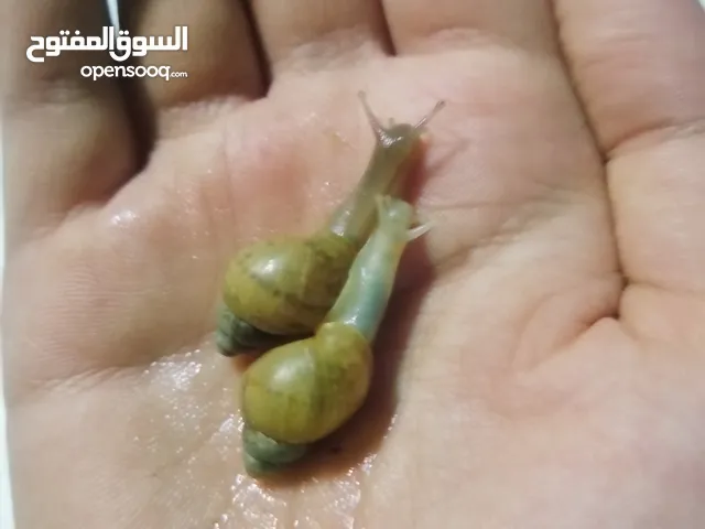 حلزون افريقي