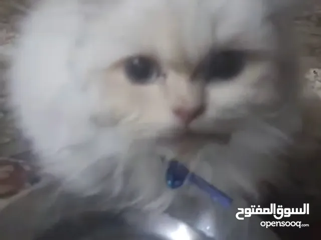 بسه شانشيلا عمر خمس اشهر