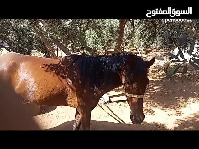 فرس مع مهر للبيع