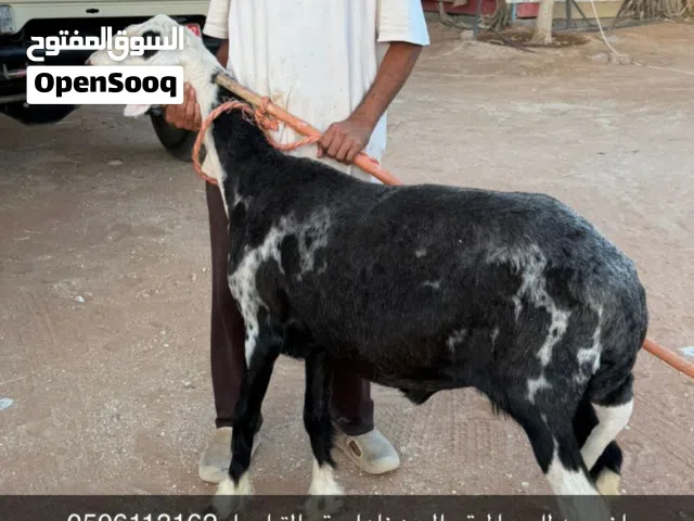 للبيع ضحايا وذبايح