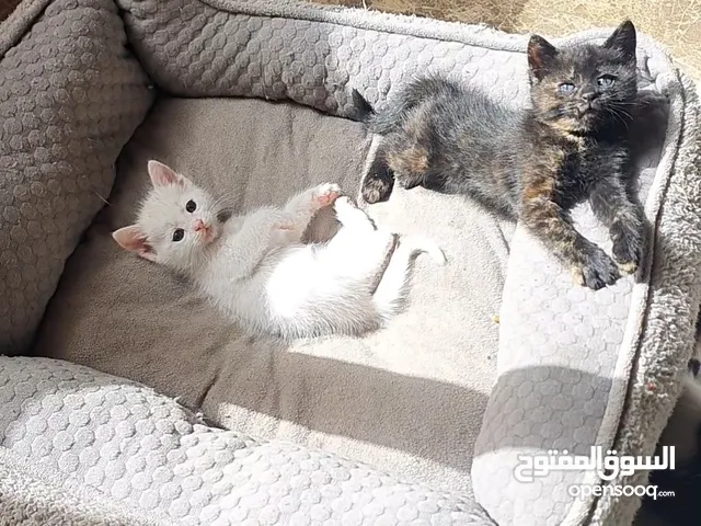 قطط جميله ولعوبه عمر 6 اسابيع