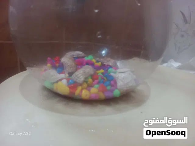 حوض سمك صغير مع حجارة ملونة واصداف وسمكة ملونة