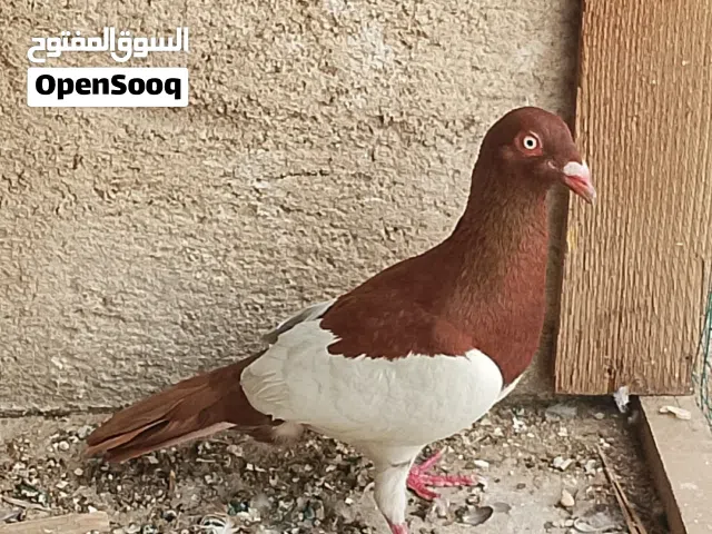 زواجل زوج سرائيليات وتك فحل مقلم سعرهن 12 كلهن