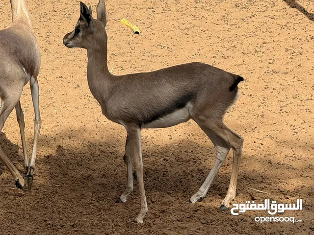 غزال فلودير و ريم بلاك بوك مها عربي و دماني