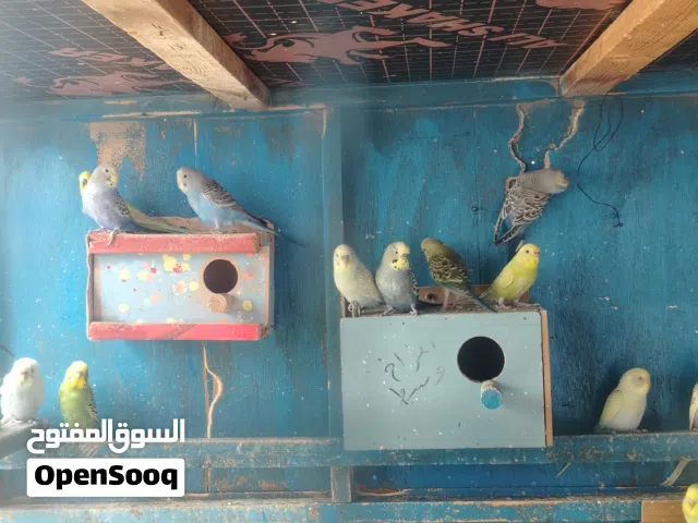 طيور حب زاوجات للبيع