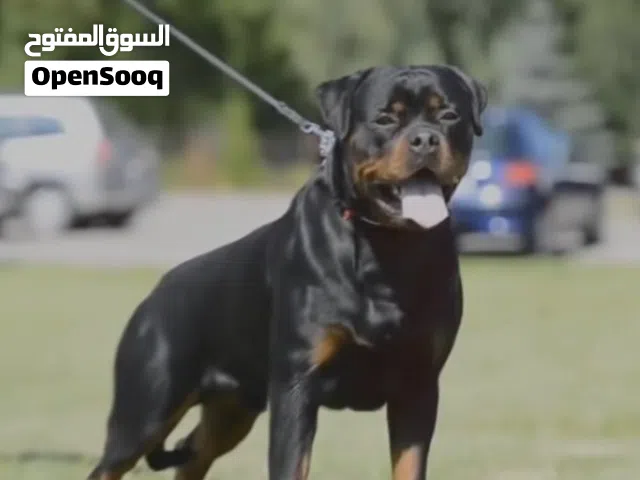 ابحث عن كلب لتبني يكون ما عادي