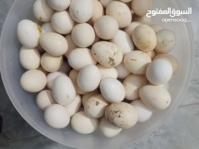 بيض بلدي مخصب