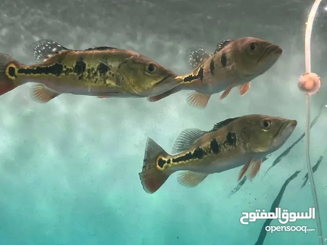 السمكة الصينية