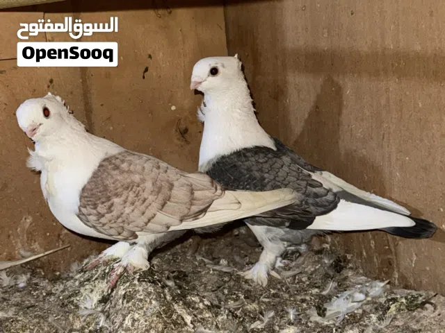 رواعب وستلايت و حب الرمان للبيع اقره وصف الاعلان