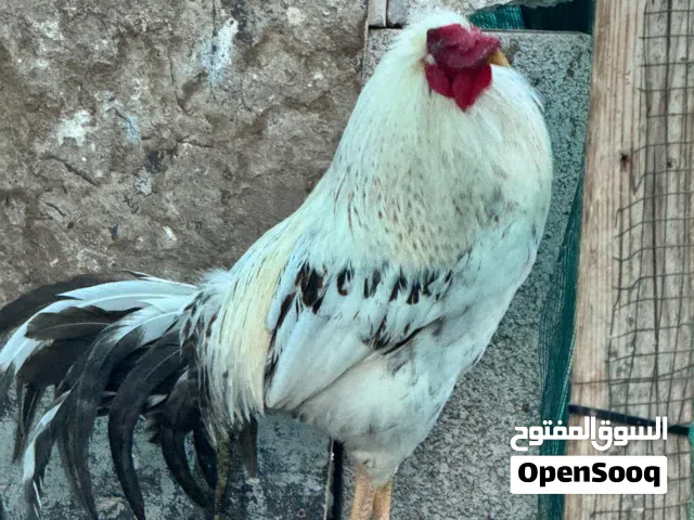 ديك هجين بين باكستاني وفرنسي ويوجد تبديل