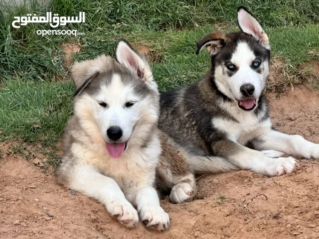 4 جراوي هاسكي